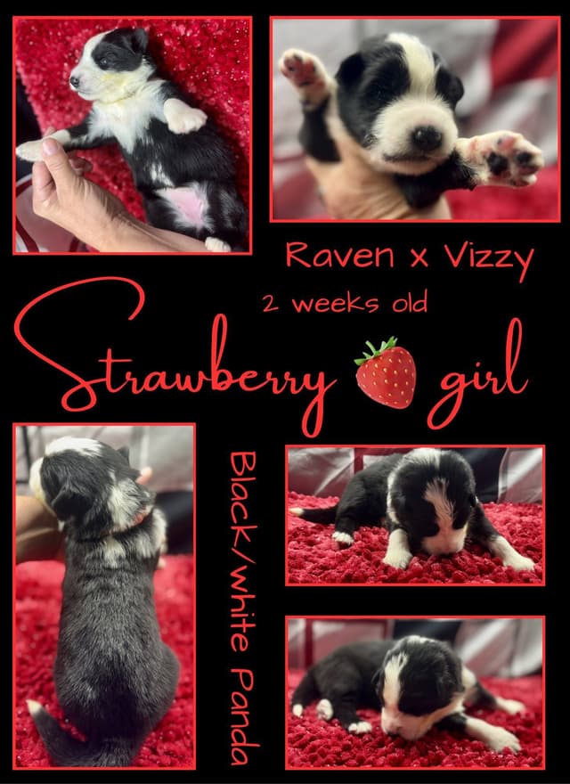 AKC German Shepherd Pups- Parents Health Tested- Farm & Family Raised media 8
