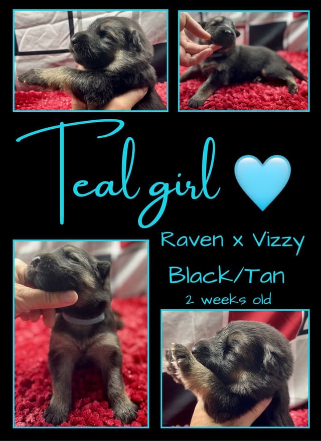 AKC German Shepherd Pups- Parents Health Tested- Farm & Family Raised media 9