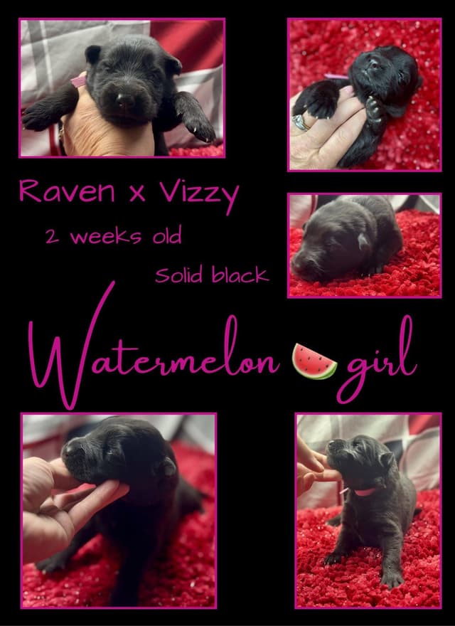 AKC German Shepherd Pups- Parents Health Tested- Farm & Family Raised media 10