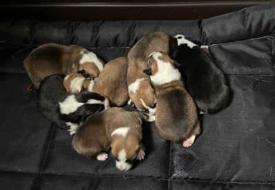 Pembroke Welsh Corgi Puppies- DNA Tested Triple Clear breeder image 1
