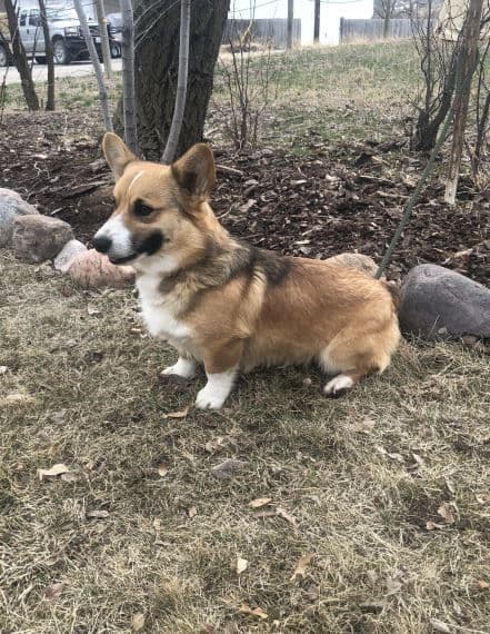 Pembroke Welsh Corgi Puppies- DNA Tested Triple Clear breeder image 3