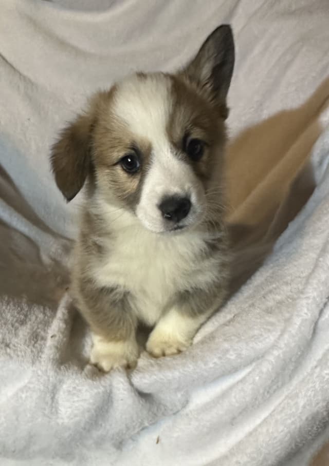 Pembroke Welsh Corgi Puppies-  DNA Tested Triple Clear media 3