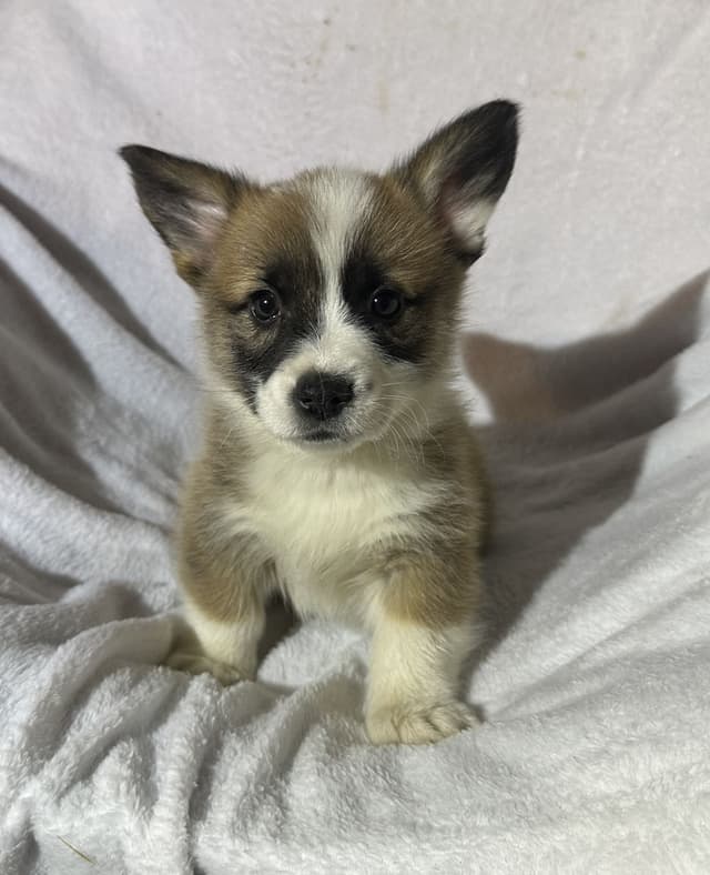 Pembroke Welsh Corgi Puppies-  DNA Tested Triple Clear media 4