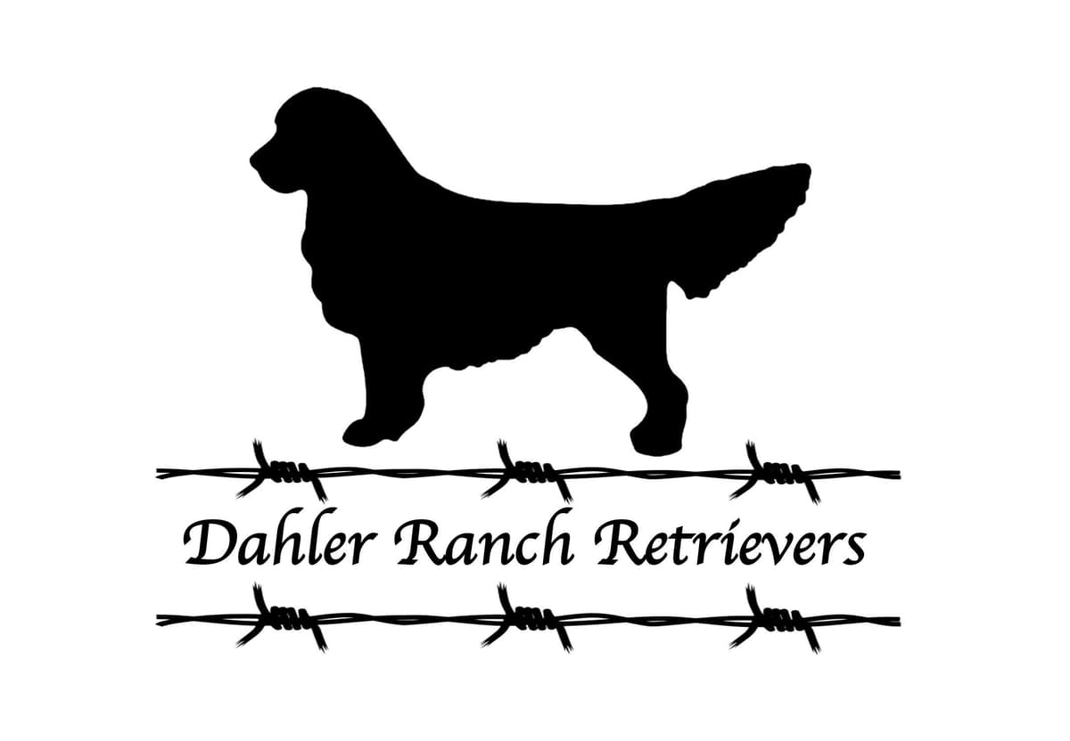 Family raised, OFA/DNA tested parents, Golden Retriever Puppies breeder image 1