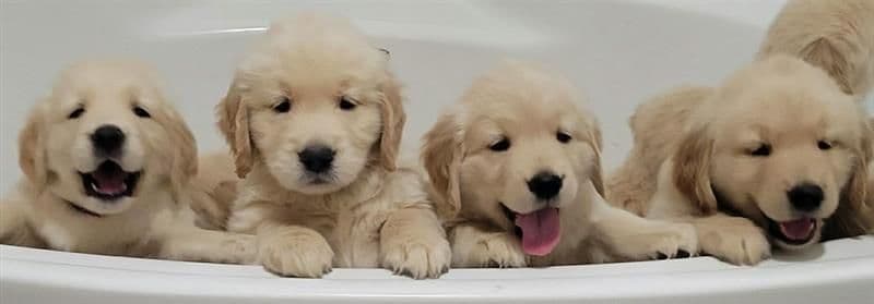 Family raised, OFA/DNA tested parents, Golden Retriever Puppies breeder image 2