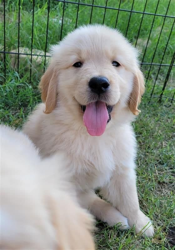 Family raised, OFA/DNA tested parents, Golden Retriever Puppies breeder image 3