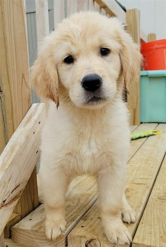 Family raised, OFA/DNA tested parents, Golden Retriever Puppies breeder image 7
