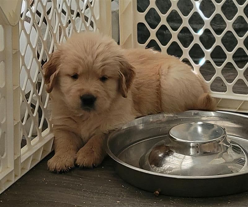 Family raised, OFA/DNA tested parents, Golden Retriever Puppies breeder image 8