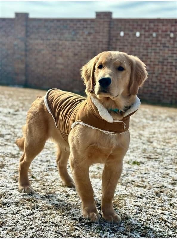 Family raised, OFA/DNA tested parents, Golden Retriever Puppies breeder image 9