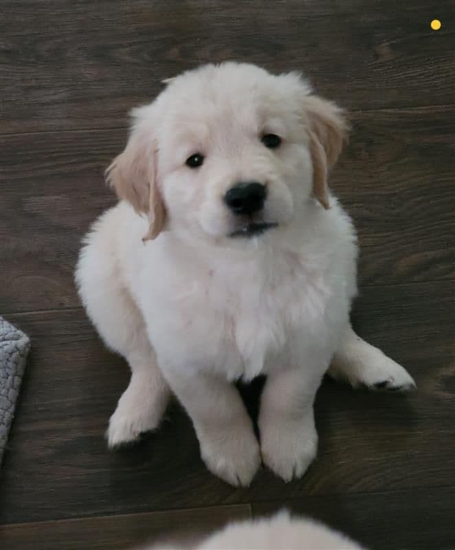 Family raised, OFA/DNA tested parents, Golden Retriever Puppies breeder image 10