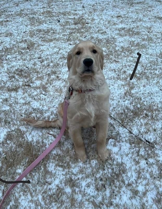 Family raised, OFA/DNA tested parents, Golden Retriever Puppies breeder image 11