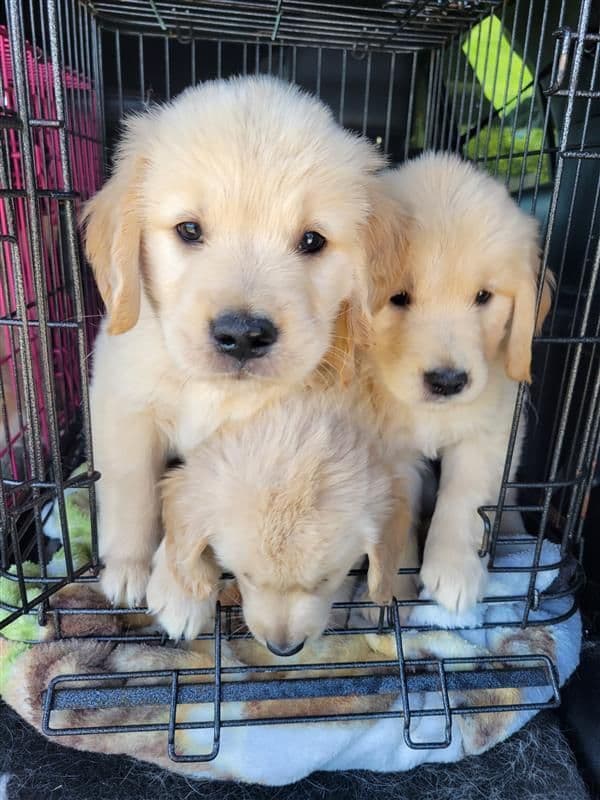 Family raised, OFA/DNA tested parents, Golden Retriever Puppies breeder image 13