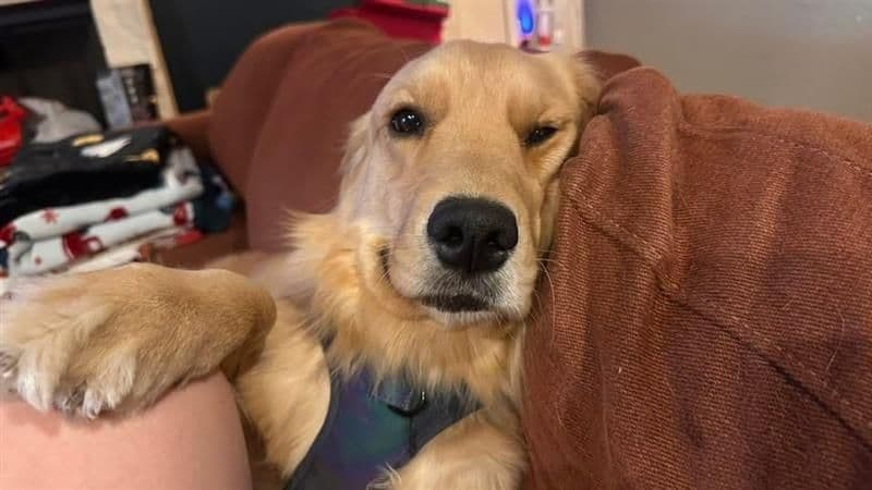 Family raised, OFA/DNA tested parents, Golden Retriever Puppies breeder image 15