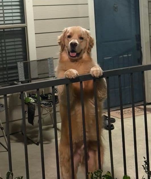 Family raised, OFA/DNA tested parents, Golden Retriever Puppies breeder image 16