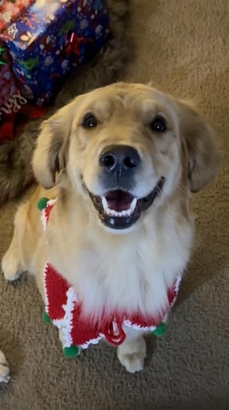 Family raised, OFA/DNA tested parents, Golden Retriever Puppies breeder image 17