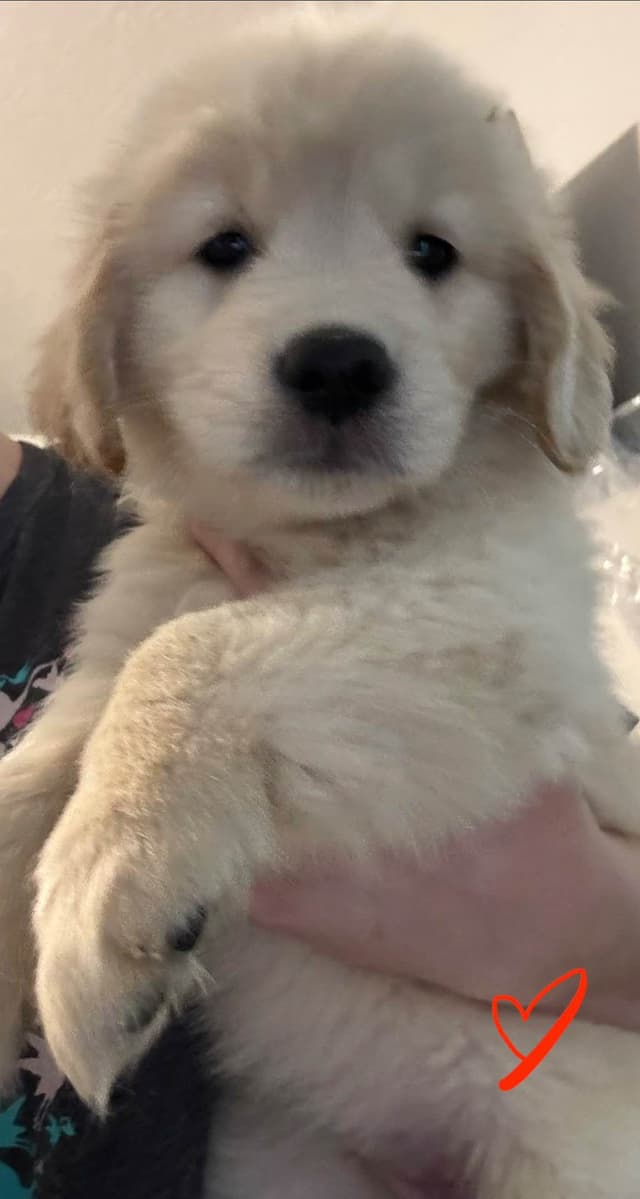 Family raised, OFA/DNA tested parents, Golden Retriever Puppies media 3