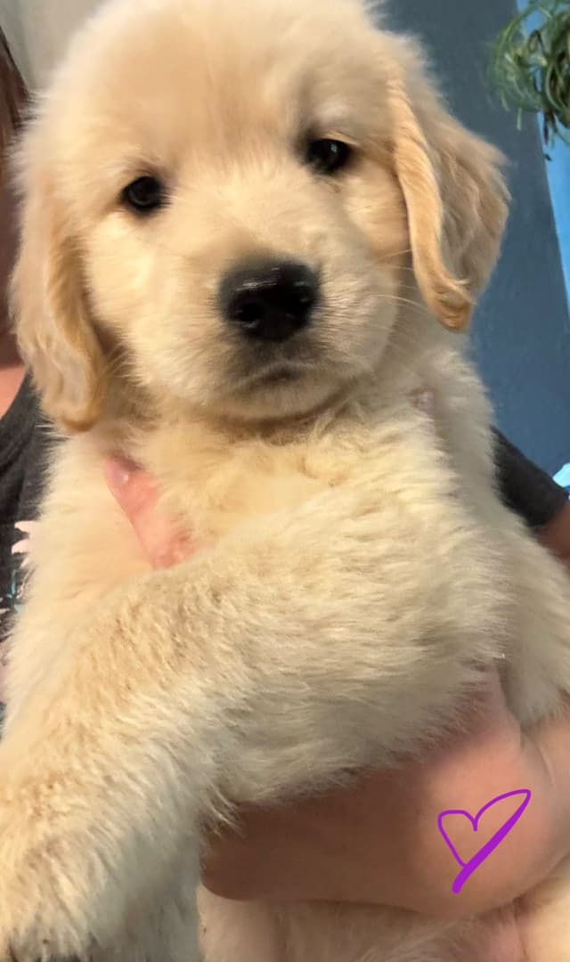 Family raised, OFA/DNA tested parents, Golden Retriever Puppies media 4