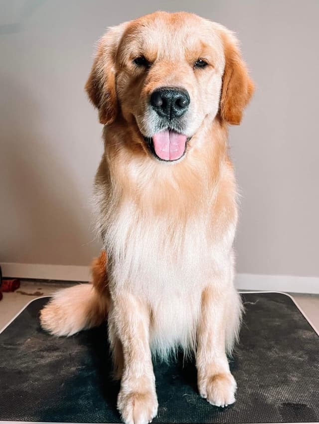 Family raised, OFA/DNA tested parents, Golden Retriever Puppies media 11
