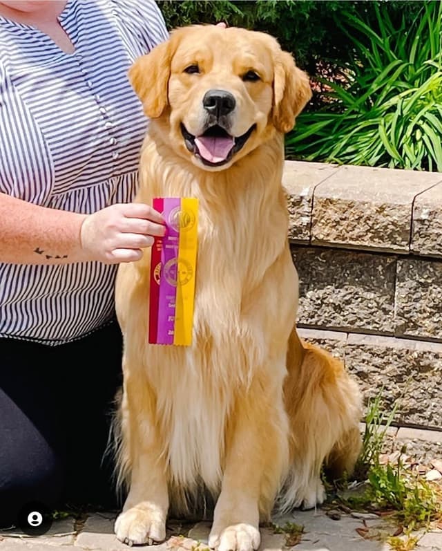 Family raised, OFA/DNA tested parents, Golden Retriever Puppies media 12