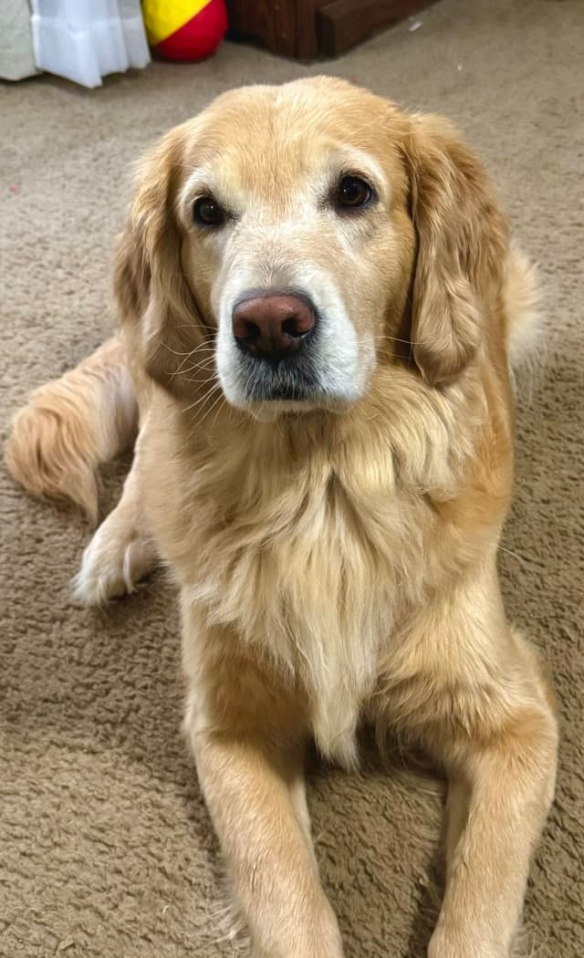 Family raised, OFA/DNA tested parents, Golden Retriever Puppies media 13