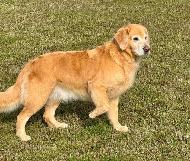 Family raised, OFA/DNA tested parents, Golden Retriever Puppies media 15