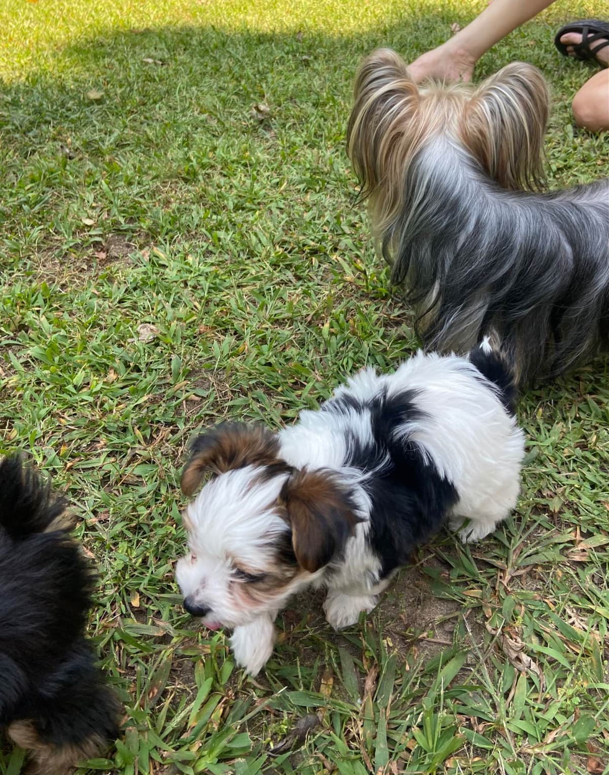 I Yorkshire Terrier Puppies breeder image 1