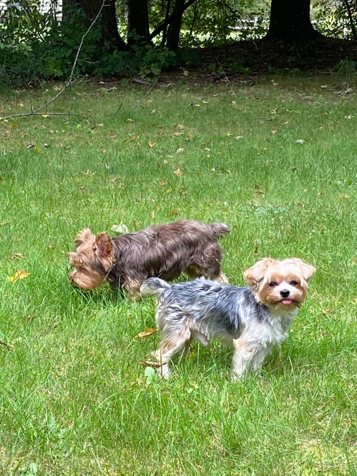I Yorkshire Terrier Puppies breeder image 2