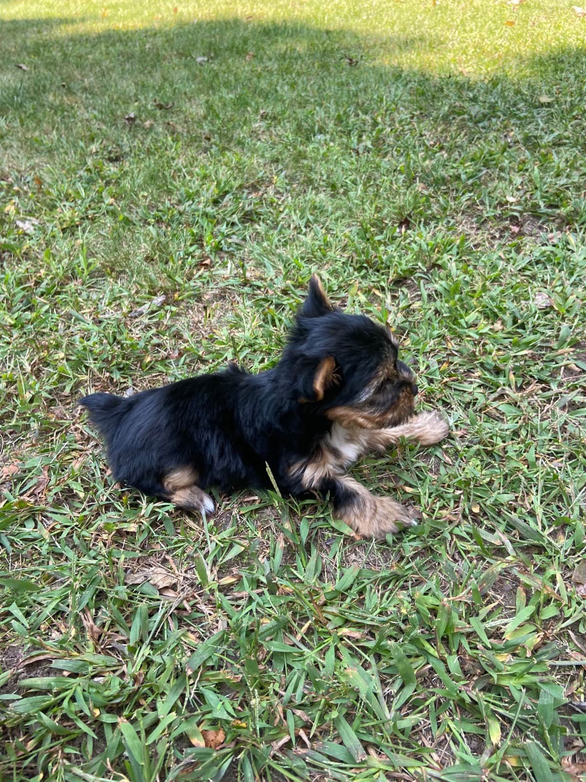 I Yorkshire Terrier Puppies breeder image 3