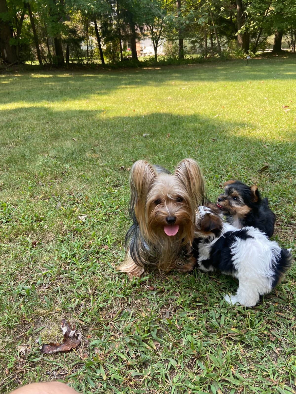 I Yorkshire Terrier Puppies breeder image 4