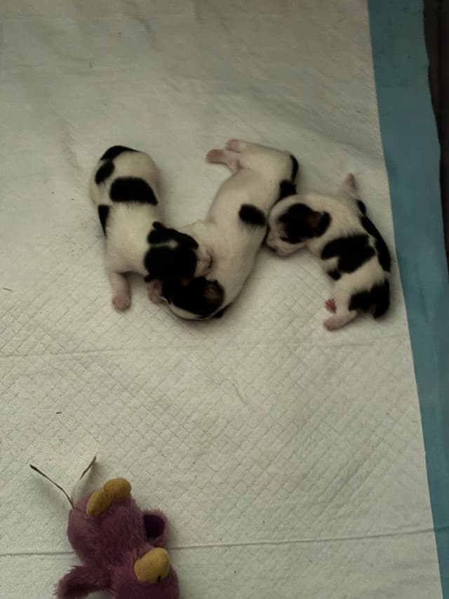 I Yorkshire Terrier Puppies media 2
