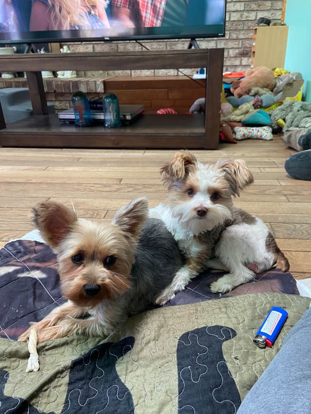 I Yorkshire Terrier Puppies media 3