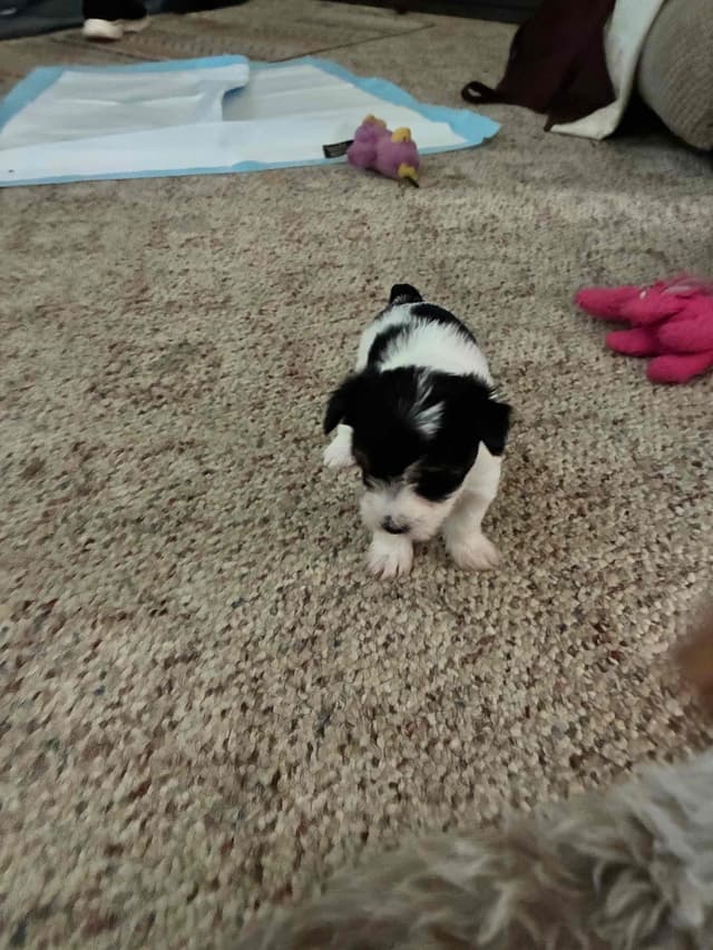 I Yorkshire Terrier Puppies media 6