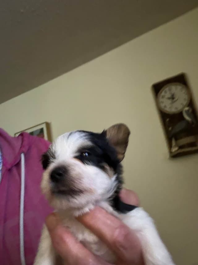 I Yorkshire Terrier Puppies media 7