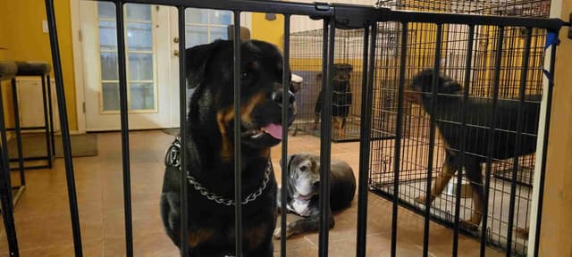 Rottweiler Puppies media 2
