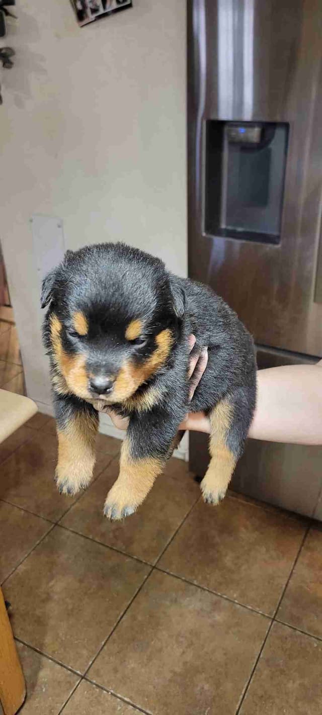 Rottweiler Puppies media 3