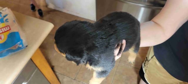 Rottweiler Puppies media 6