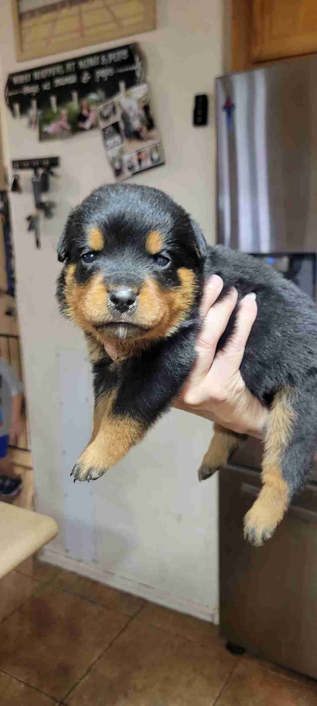 Rottweiler Puppies media 4