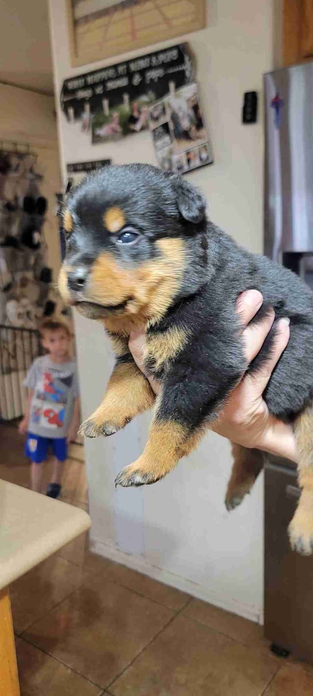 Rottweiler Puppies media 5