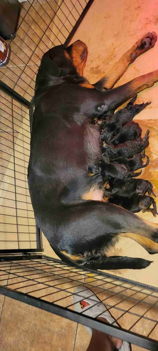Rottweiler Puppies media 7