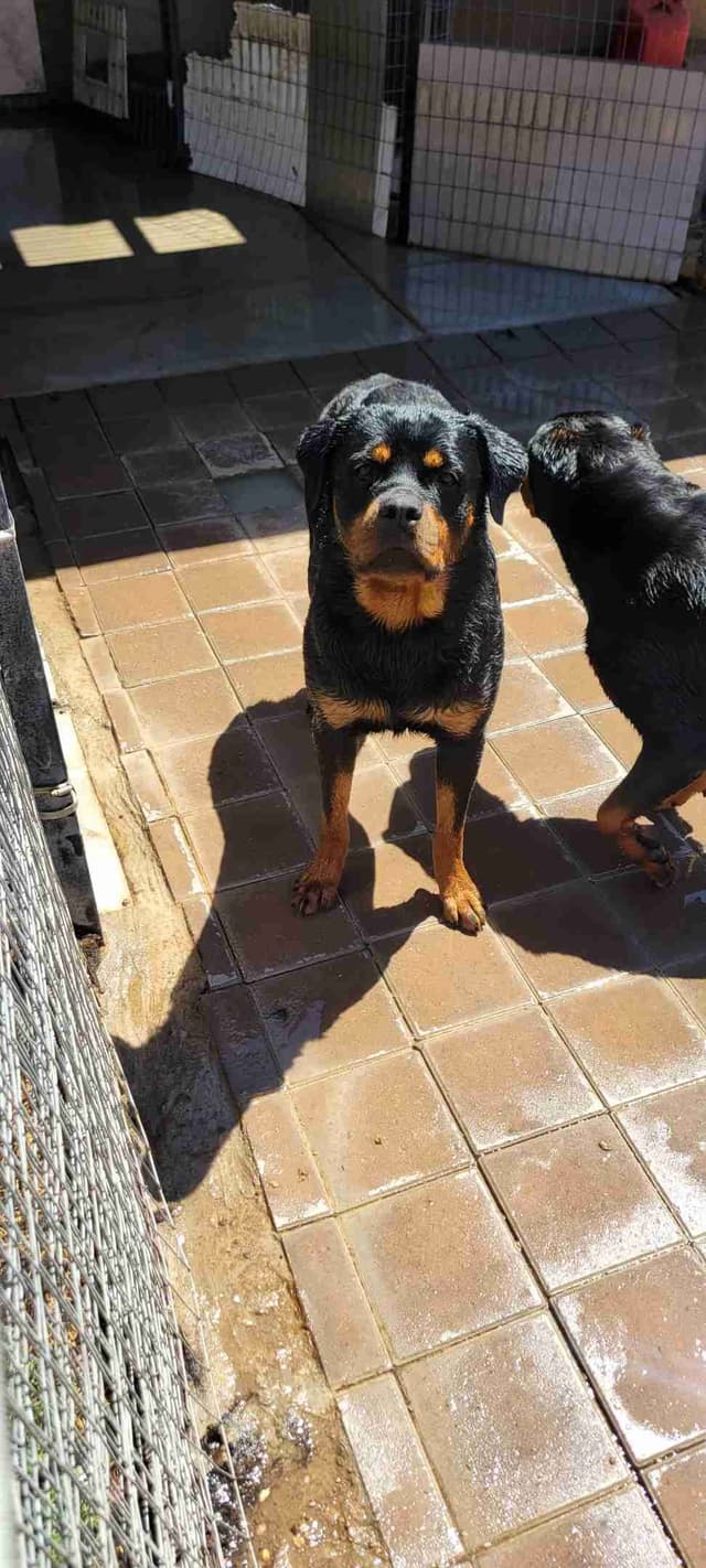 Rottweiler Puppies media 8