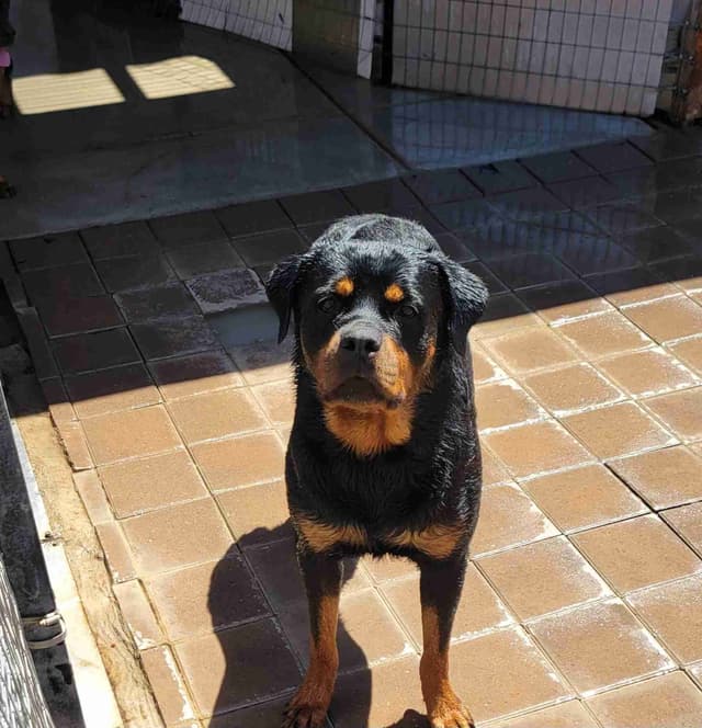 Rottweiler Puppies media 9