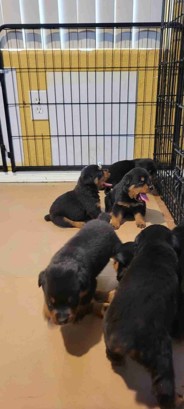 Rottweiler Puppies media 10