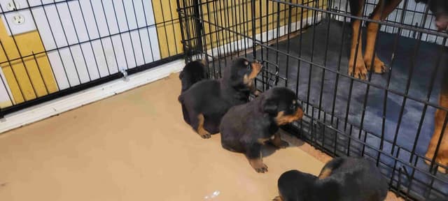 Rottweiler Puppies media 14