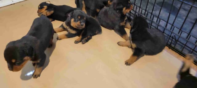 Rottweiler Puppies media 13