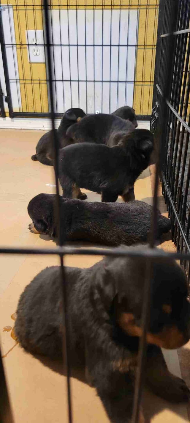 Rottweiler Puppies media 12