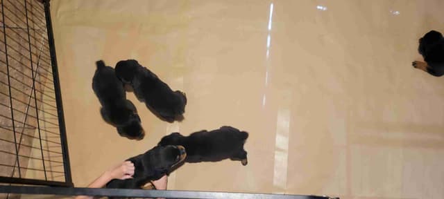 Rottweiler Puppies media 11