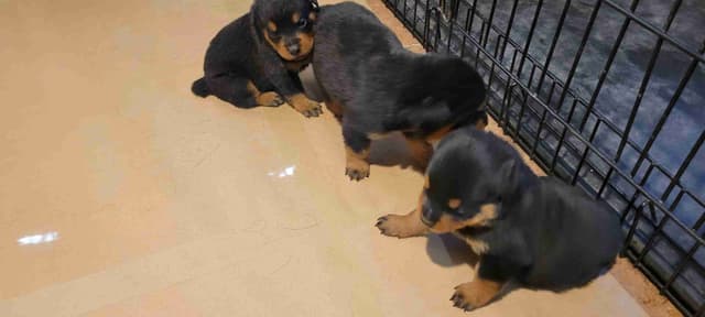 Rottweiler Puppies media 15