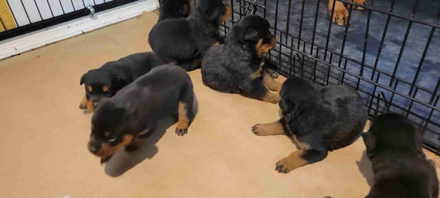 Rottweiler Puppies media 17