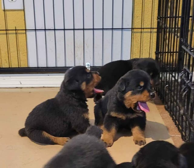 Rottweiler Puppies media 18
