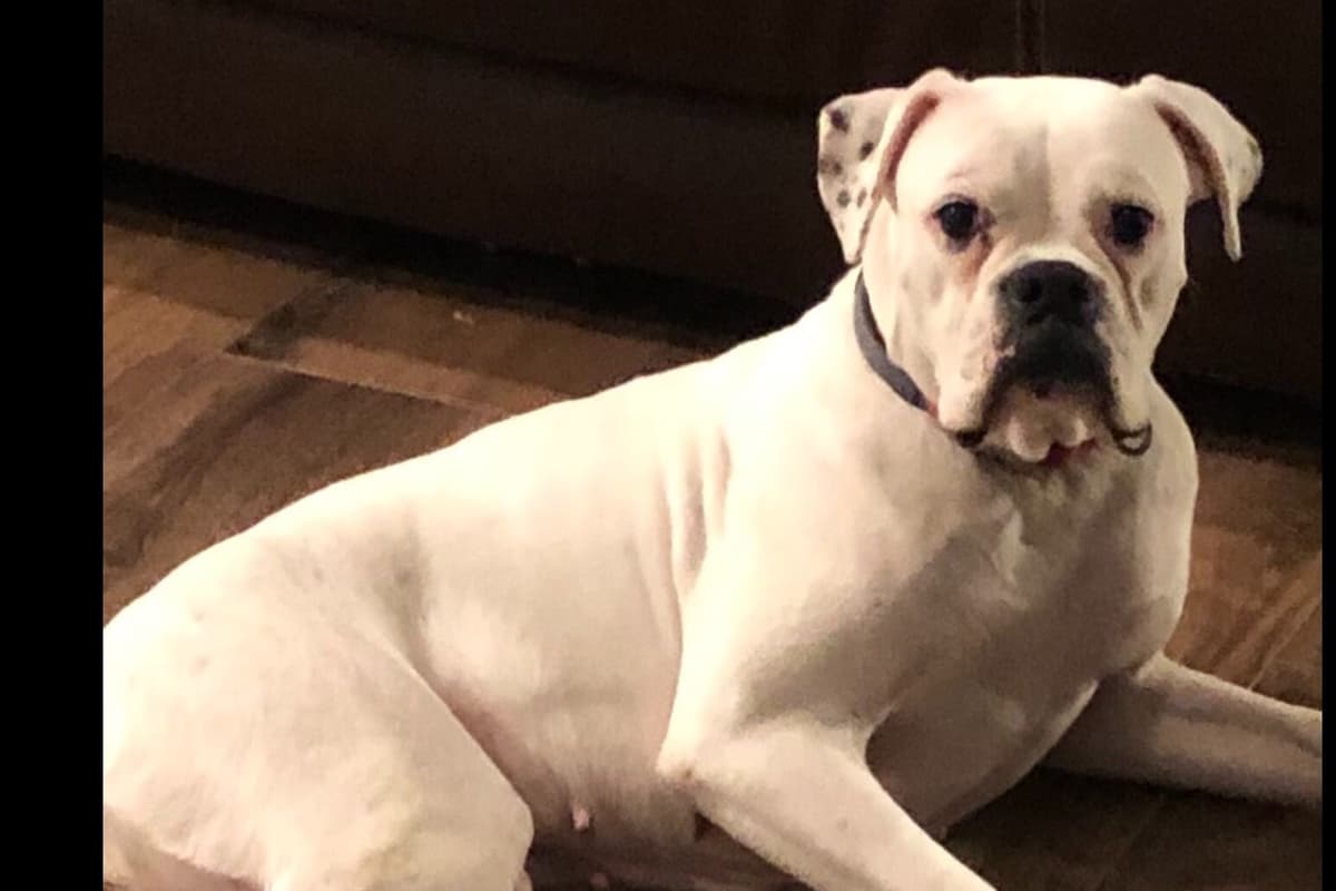 Euro/American Boxer Puppies breeder image 3